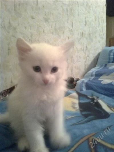Лот: 785506. Фото: 1. Отдам белого пушистого котенка. Остальные животные