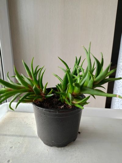 Лот: 24400606. Фото: 1. Суккулент 1. Горшечные растения и комнатные цветы