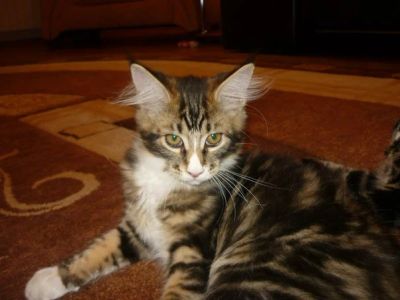 Лот: 2999730. Фото: 1. Котята Мейн Кун. Кошки, котята