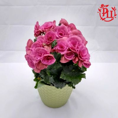 Лот: 15570595. Фото: 1. Бегония цветущая 13/35. Горшечные растения и комнатные цветы