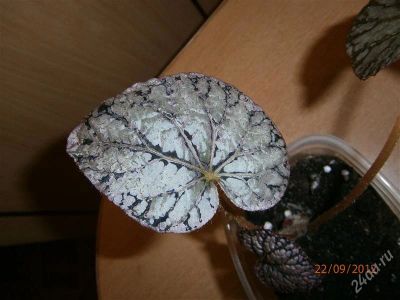Лот: 2115533. Фото: 1. бегония. Горшечные растения и комнатные цветы
