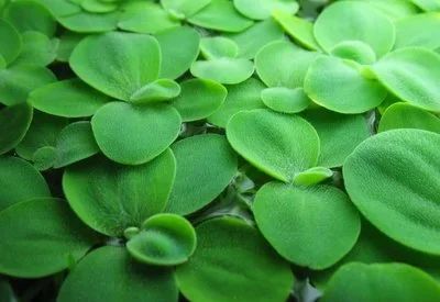 Лот: 17505668. Фото: 1. Пистия телорезовидная. Pistia... Водные растения