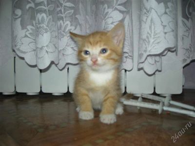Лот: 1282102. Фото: 1. Рыженький мальчуган ищет себе... Кошки, котята