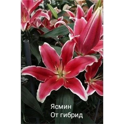 Лот: 15751372. Фото: 1. Лилия ясмин. Садовые цветы
