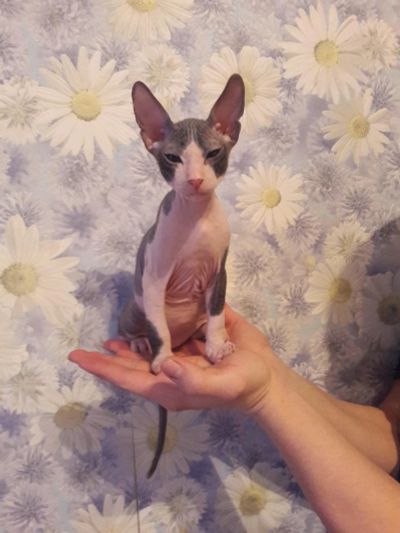 Лот: 9080775. Фото: 1. Котенок сфинкса. Кошки, котята