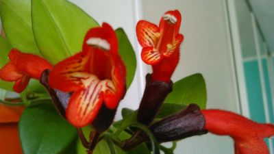 Лот: 4166785. Фото: 1. ампельное растение эсхинантус. Горшечные растения и комнатные цветы