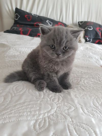 Лот: 11062208. Фото: 1. Чистокровная британка. Кошки, котята