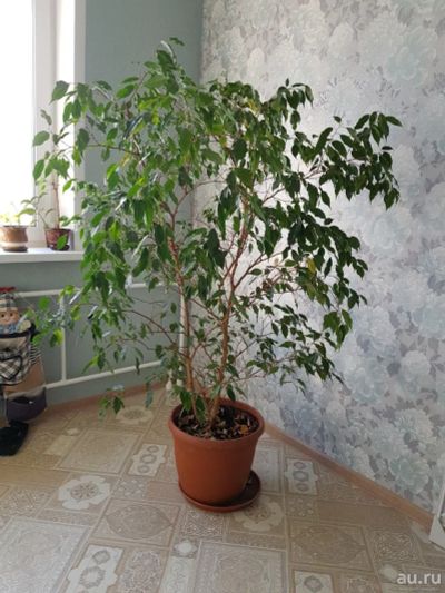 Лот: 13451043. Фото: 1. Фикус большой и пышный. Горшечные растения и комнатные цветы