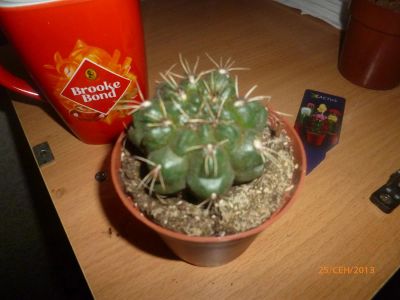 Лот: 3214573. Фото: 1. Кактус 5. Горшечные растения и комнатные цветы