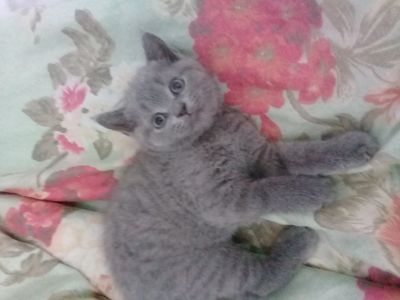 Лот: 11826990. Фото: 1. Отдам шотландскую девочку. Кошки, котята