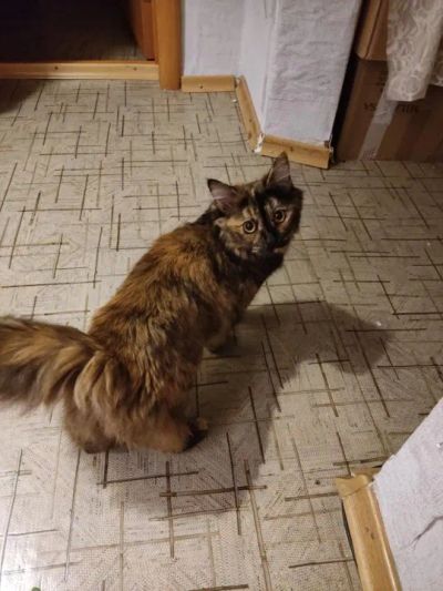 Лот: 20347503. Фото: 1. кошка Злата. Кошки, котята