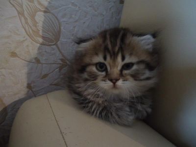 Лот: 3168667. Фото: 1. Шикарные шотландские котятки. Кошки, котята