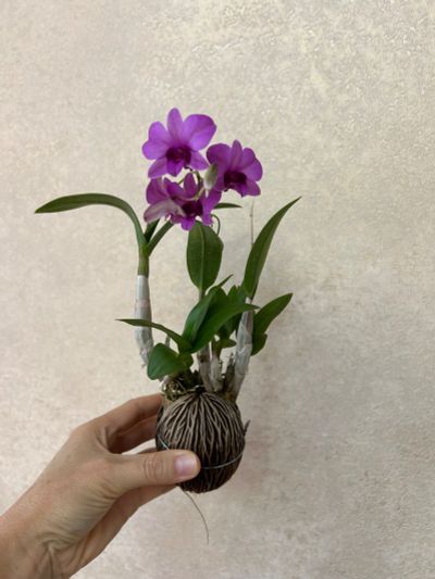 Лот: 25710988. Фото: 1. Орхидея Дендрофаленопсис мини. Горшечные растения и комнатные цветы