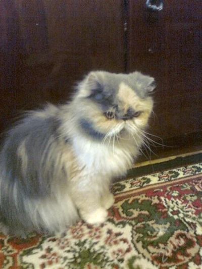 Лот: 1394199. Фото: 1. отдам в хорошие руки. Кошки, котята