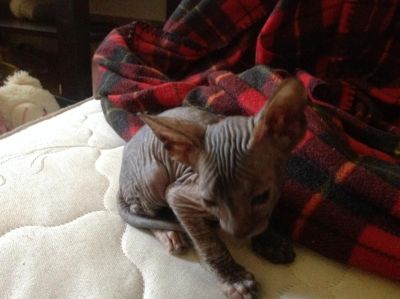 Лот: 4317211. Фото: 1. Котенок Донского сфинкса ( девочка... Кошки, котята
