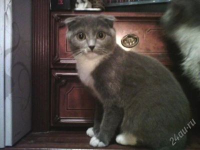 Лот: 2608123. Фото: 1. котята.шотландцы. Кошки, котята