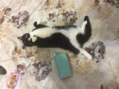 Лот: 6079594. Фото: 1. Кот полубританец. Кошки, котята