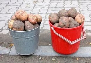 Лот: 9906114. Фото: 1. Картофель семенной. Картофель