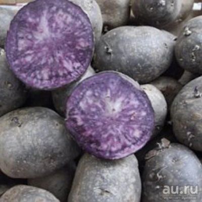 Лот: 18572293. Фото: 1. Продам фиолетовый картофель. Картофель