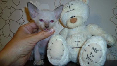 Лот: 4872454. Фото: 1. котенок породы Ориентальная короткошерстная... Кошки, котята