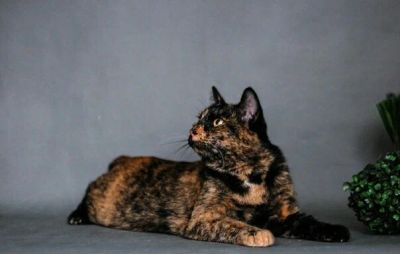 Лот: 12241406. Фото: 1. Кошка мышеловка в хорошие руки... Кошки, котята