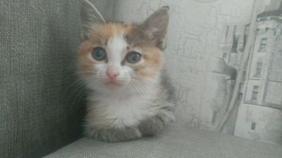 Лот: 12733899. Фото: 1. Кошечки. Кошки, котята