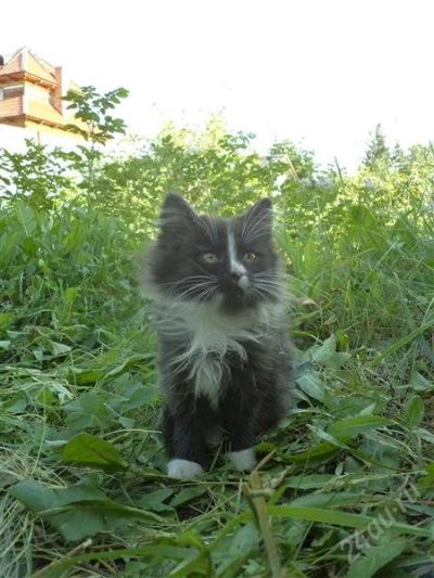 Лот: 1971123. Фото: 1. Котята в добрые руки. Кошки, котята