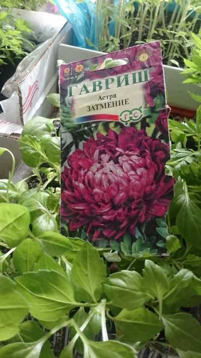 Лот: 7532351. Фото: 1. рассада астры помидоры. Садовые цветы