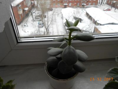 Лот: 10831491. Фото: 1. толстянка- денежное дерево. Горшечные растения и комнатные цветы
