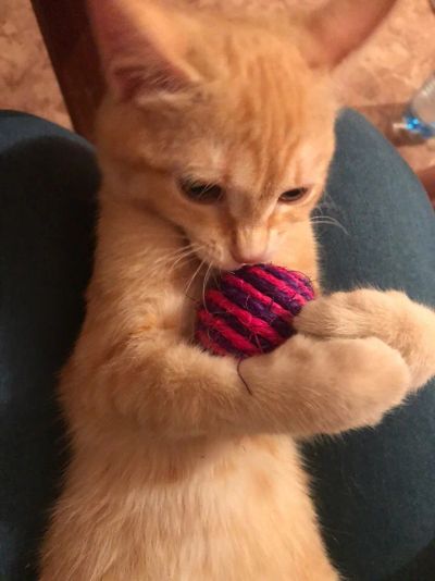 Лот: 12501462. Фото: 1. Котенок-подросток ищет дом... Кошки, котята