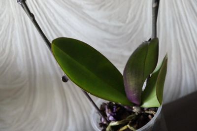Лот: 5387039. Фото: 1. Орхидея № 5 отцвела. Горшечные растения и комнатные цветы