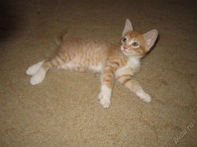 Лот: 2935852. Фото: 1. Рыжие котята ( котёнок ). Кошки, котята
