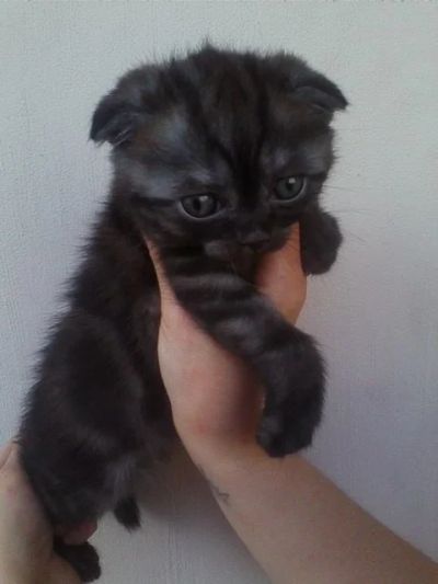 Лот: 9281876. Фото: 1. вислоухая девочка. Кошки, котята