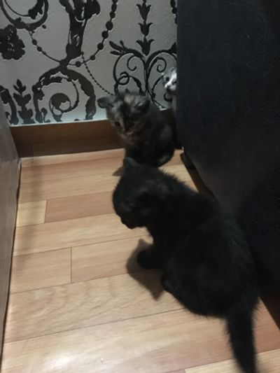 Лот: 11686472. Фото: 1. Котята. Кошки, котята