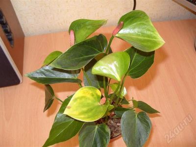 Лот: 271447. Фото: 1. Антуриум Anthedesia Green. Горшечные растения и комнатные цветы