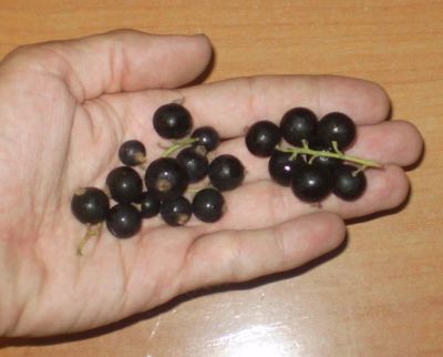 Лот: 5898160. Фото: 1. Чёрная смородина, крупная и вкусная... Ягоды, орехи