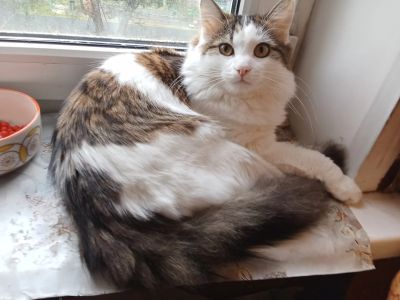 Лот: 25767815. Фото: 1. Четырëхцветный кот!. Кошки, котята