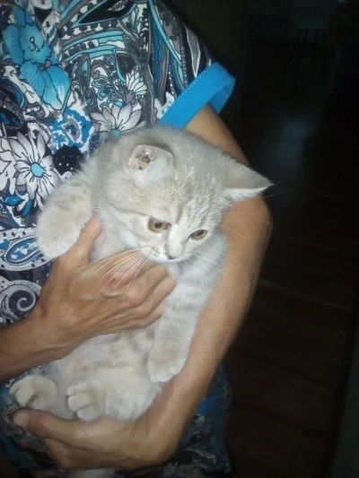 Лот: 7744827. Фото: 1. отдам. Кошки, котята
