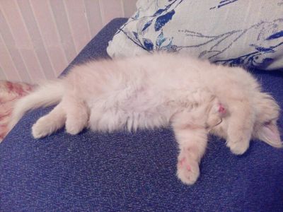 Лот: 6405874. Фото: 1. Самая пушистая и ласковая девочка. Кошки, котята