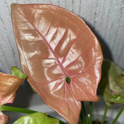Лот: 18619360. Фото: 1. Сингониум «Red Heart/Neon Robusta... Горшечные растения и комнатные цветы