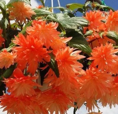 Лот: 17637816. Фото: 1. Бегония беллекония Hot Orange. Горшечные растения и комнатные цветы