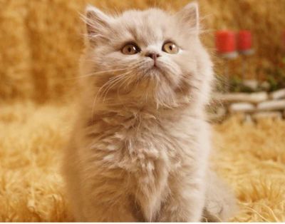 Лот: 4131282. Фото: 1. Британский мальчик. Кошки, котята