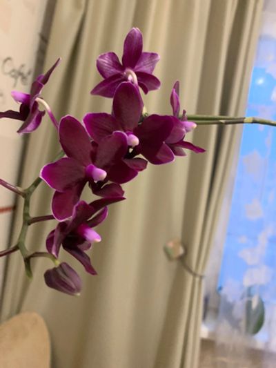 Лот: 16134287. Фото: 1. Орхидея. Горшечные растения и комнатные цветы