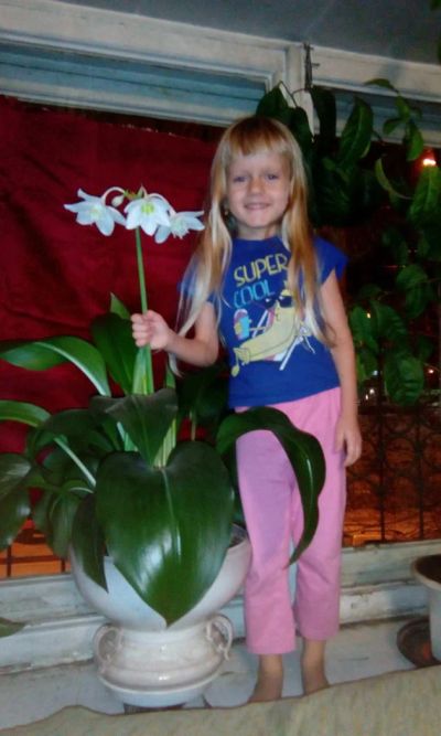 Лот: 11347316. Фото: 1. Цветок шикарный " Амазонская лилия... Горшечные растения и комнатные цветы