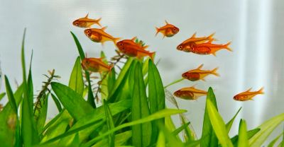 Лот: 11018038. Фото: 1. Тетра Аманды (Hyphessobrycon amandae... Рыбки