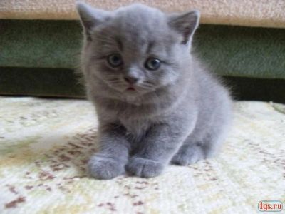 Лот: 3708371. Фото: 1. Котенок британца,девочка...!!!. Кошки, котята
