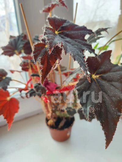 Лот: 21789403. Фото: 1. Бегония Блэк Вельвет. Горшечные растения и комнатные цветы