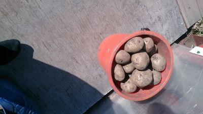 Лот: 16038320. Фото: 1. Картофель на семена. Овощи