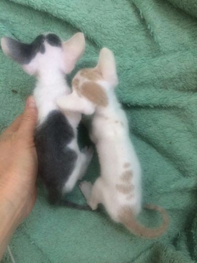 Лот: 18623568. Фото: 1. Котята донской сфинкс. Кошки, котята
