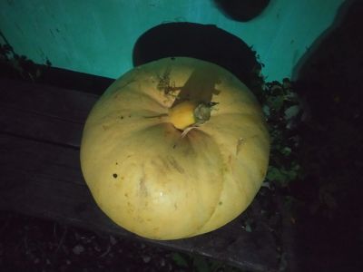 Лот: 23561114. Фото: 1. Тыква +кабачки+огурцы. Овощи